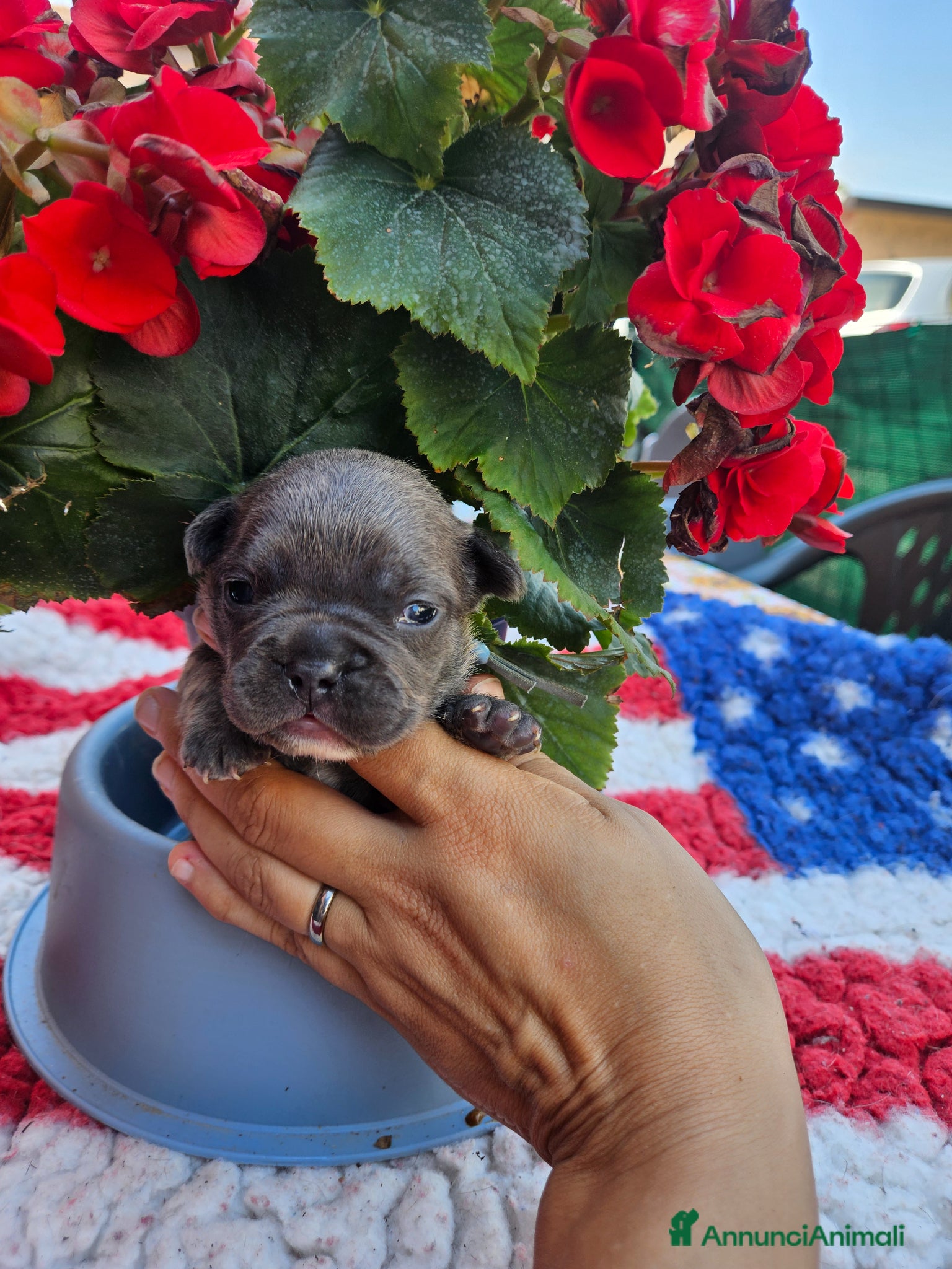 Bulldog Francese Collare azzurro 