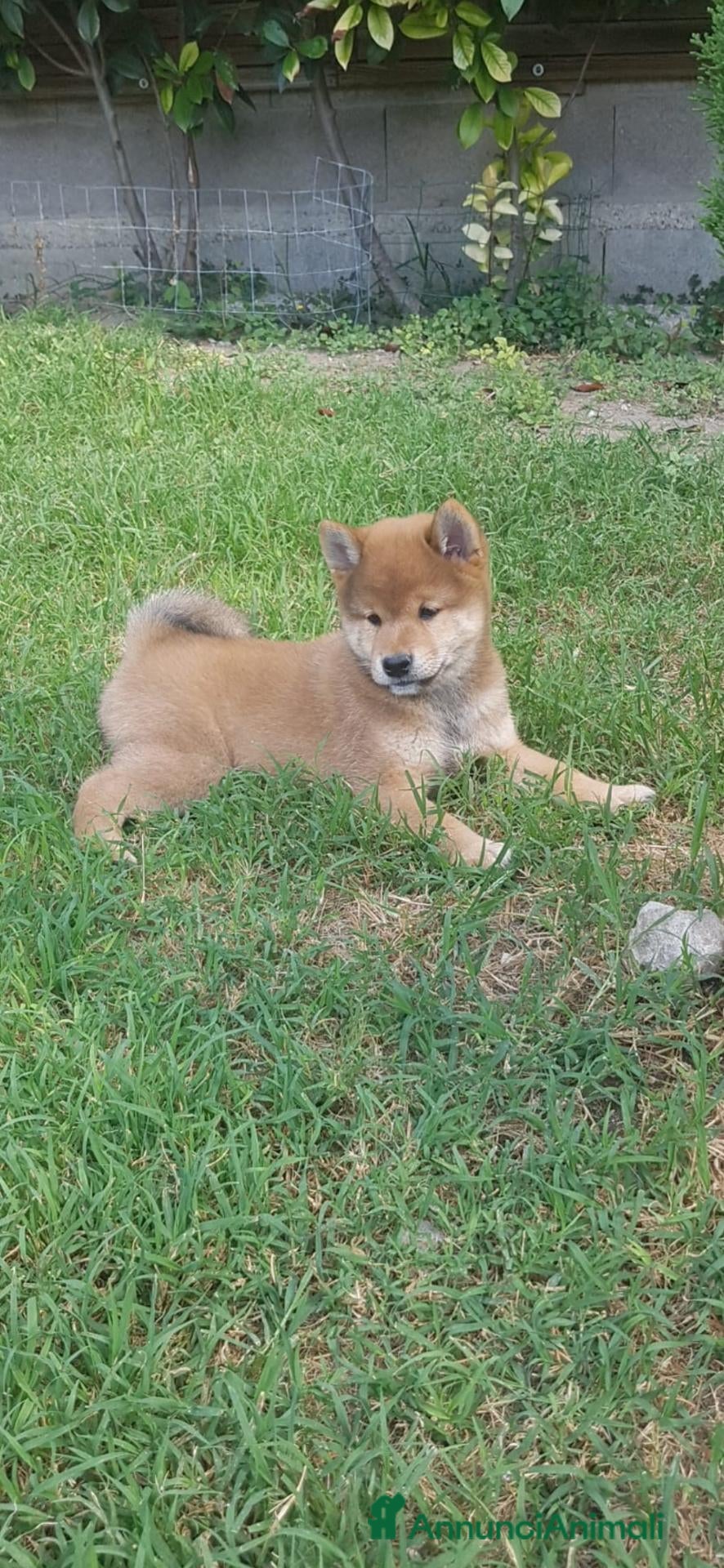 Shiba Inu cani Cuccioli shiba inu con pedigree ENCI  - Annuncio 2