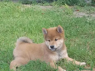 Shiba Inu cani Cuccioli shiba inu con pedigree ENCI - Annuncio 2
