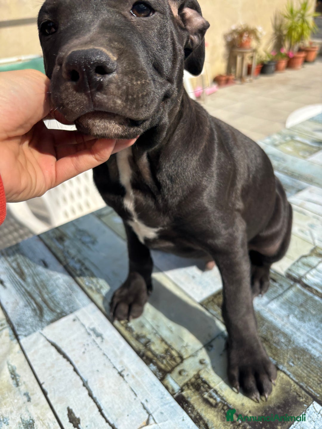 Meticcio cani in vendita: Vendita Cuccioli - Immagine 3