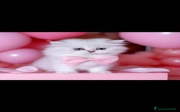 Scottish gatti in vendita: Cucciola Schottish long hair  a Città Metropolitana di Torino - Immagine 1