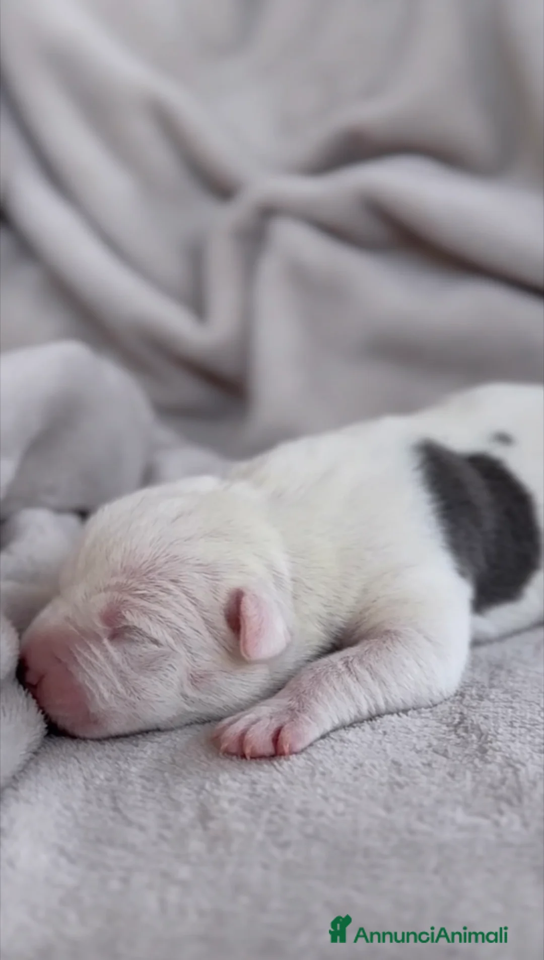 American Staffordshire cani in vendita: Amstaff cuccioli blu - Annuncio 5