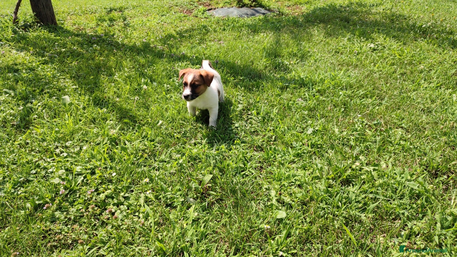 Jack Russell cani Jack Russell bianchi aranci pelo liscio - Annuncio 14