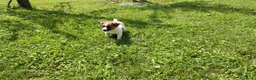 Jack Russell cani in vendita: Jack Russell bianchi aranci pelo liscio - Annuncio 1