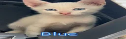 Europeo gatti in regalo: BLUE SPLENDIDO GATTINO - Annuncio 6