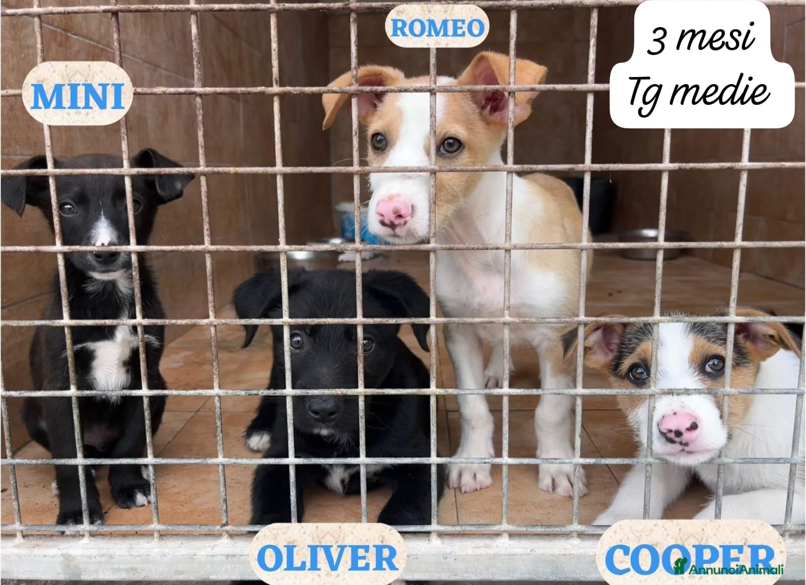 Meticcio cani Cuccioli non hanno chiesto di nascere  - Annuncio 2