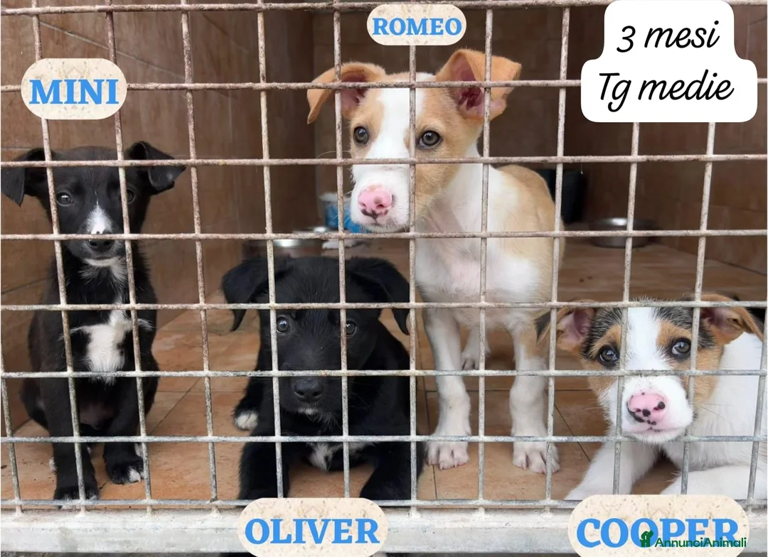 Meticcio cani in regalo: Cuccioli non hanno chiesto di nascere  a Provincia di Brescia - Annuncio 1