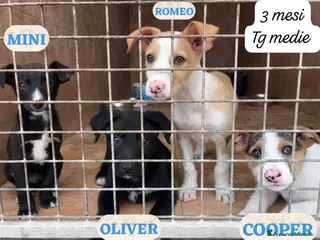 Meticcio cani Cuccioli non hanno chiesto di nascere - Annuncio 2