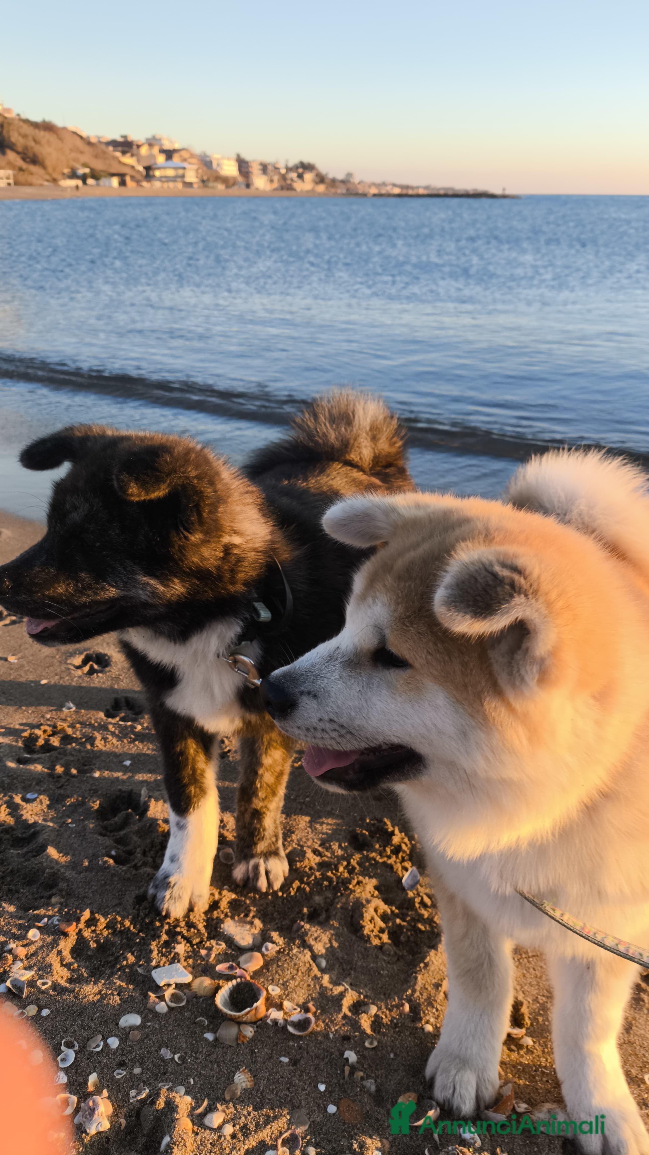Akita Inu cani Cuccioli Akita inu - Annuncio 1
