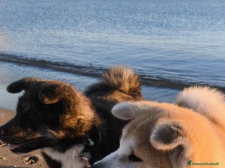 Akita Inu cani Cuccioli Akita inu - Annuncio 1