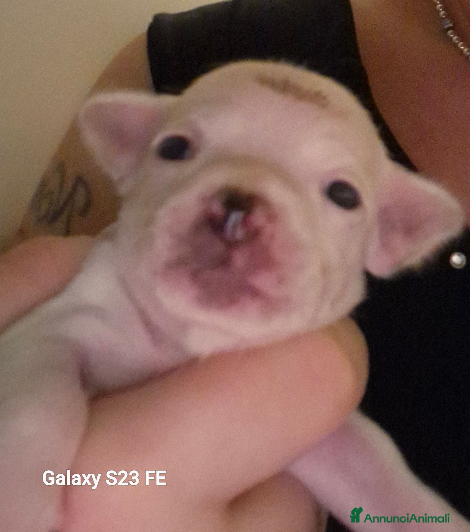 Chihuahua cani Cuccioli dibChiwawa - Annuncio 24