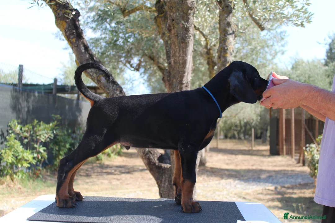 Dobermann cani in vendita: Cucciolo di dobermann  - Annuncio 8