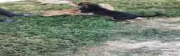 Meticcio cani in vendita: Cuccioli in adozione – Goito (MN) - Annuncio 5