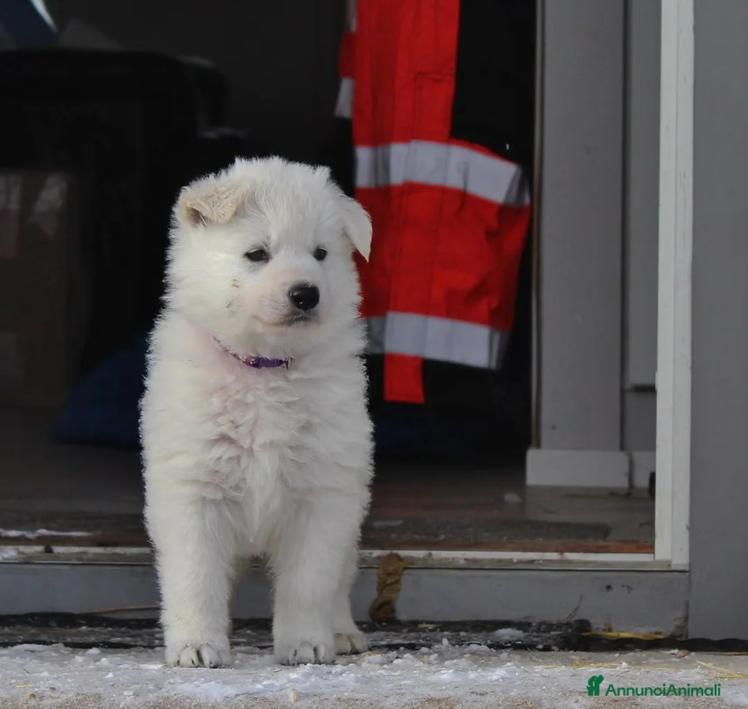 Pastore Bergamasco cani in regalo: Cuccioli di pastore bianco svizzero da dare - Annuncio 3