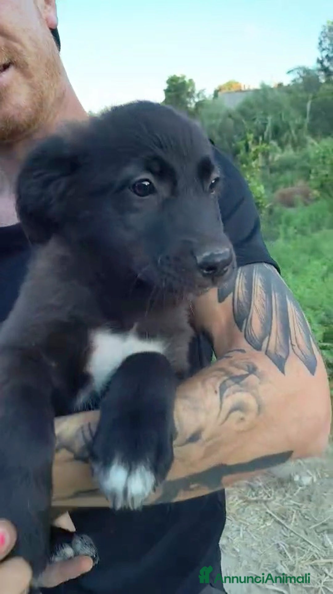 Altre razze cani in regalo: Cuccioli di 3 mesi cercano adozione urgente  a Provincia di Parma - Immagine 9