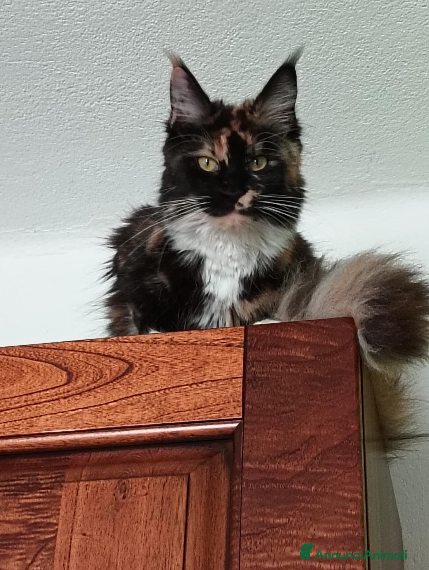 Maine Coon gatti Gattini Maine Coon cercano famiglie - Annuncio 6