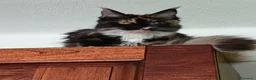 Maine Coon gatti in vendita: Gattini Maine Coon cercano famiglie a Libero consorzio comunale di Agrigento - Annuncio 1