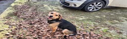 Meticcio cani in regalo: Willy a Provincia di Caserta - Annuncio 2