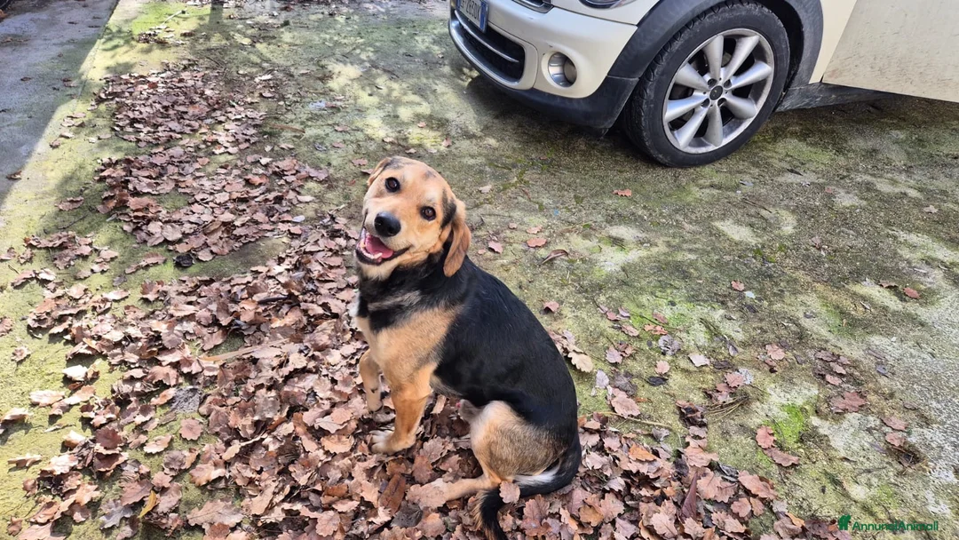 Meticcio cani in regalo: Willy a Provincia di Caserta - Annuncio 2