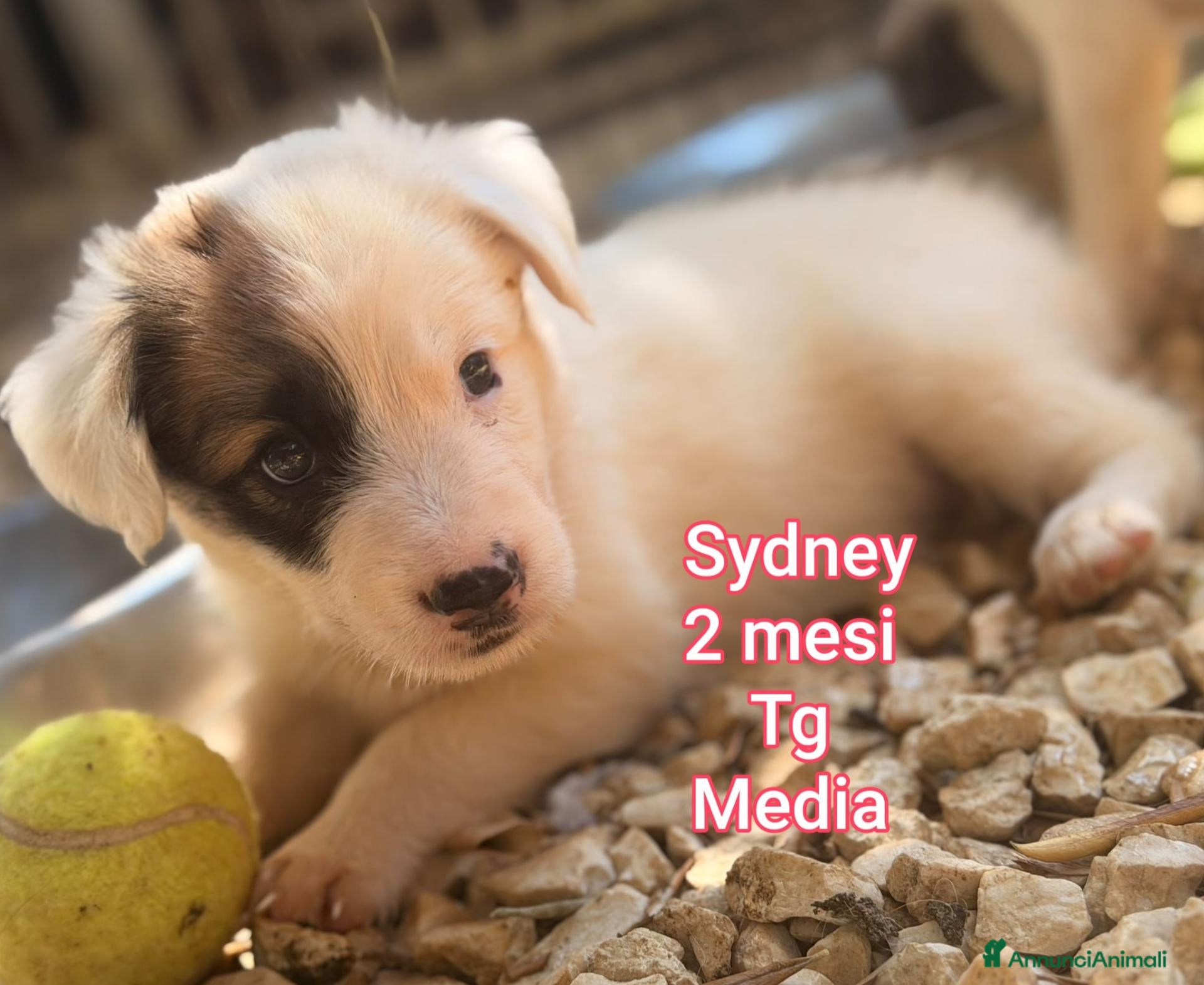 Meticcio cani CUCCIOLI: URGENTE, TEMPO SCADUTO  - Annuncio 10