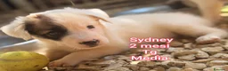 Meticcio cani in regalo: CUCCIOLI: URGENTE, TEMPO SCADUTO  a Provincia di Arezzo - Annuncio 1
