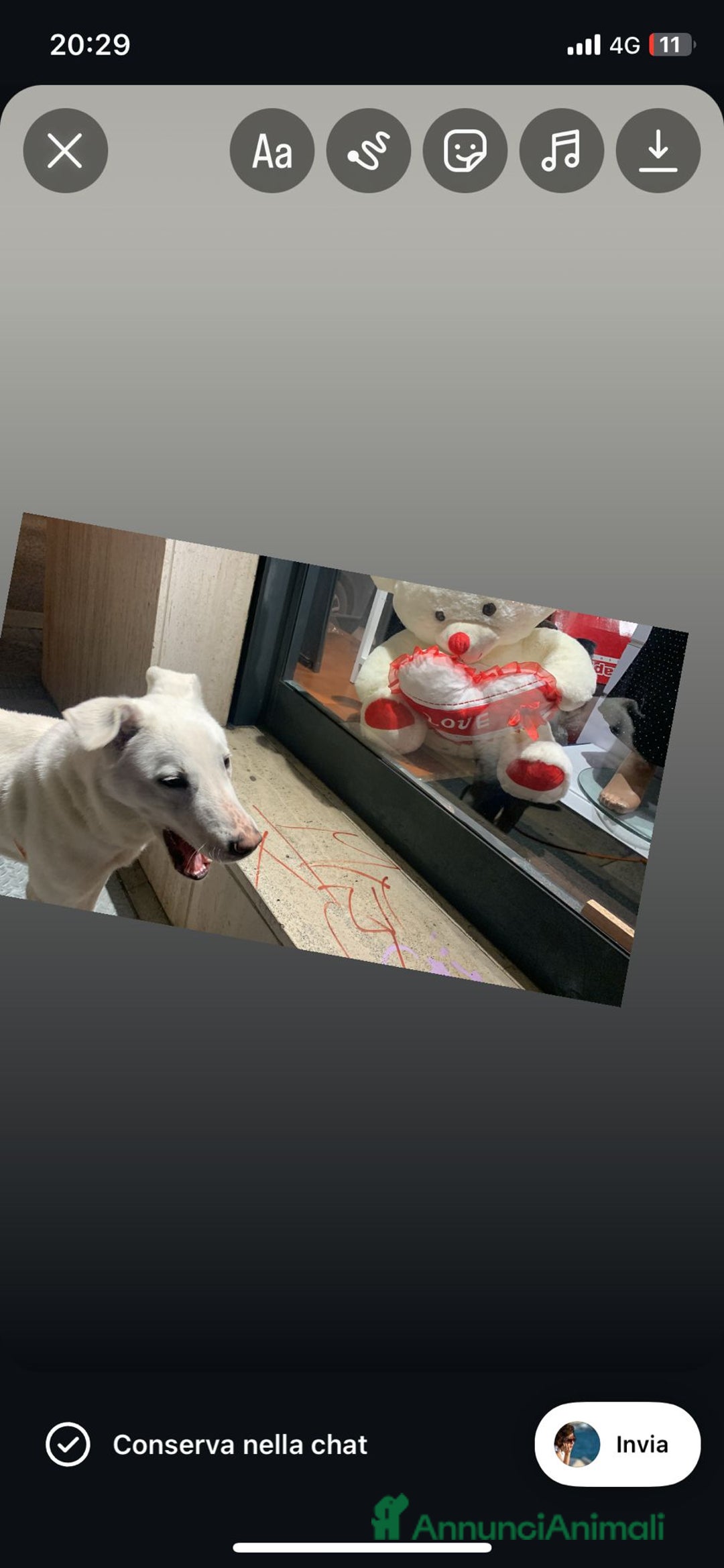 Meticcio cani in regalo: Chiara metticio socievole  - Annuncio 7