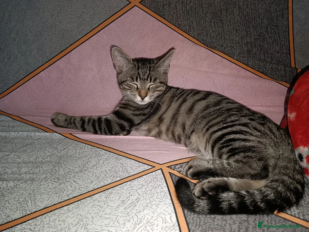 Meticcio gatti in regalo: Cacao miciotto tigrato di sei mesi  - Annuncio 2