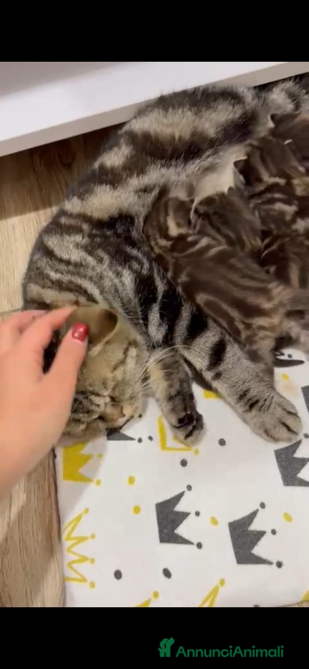 Scottish gatti in vendita: Scottish Fold e Straight  - Annuncio 1