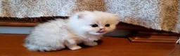 Persiano gatti in vendita: Persiano Chincillà, papà campione - Annuncio 2