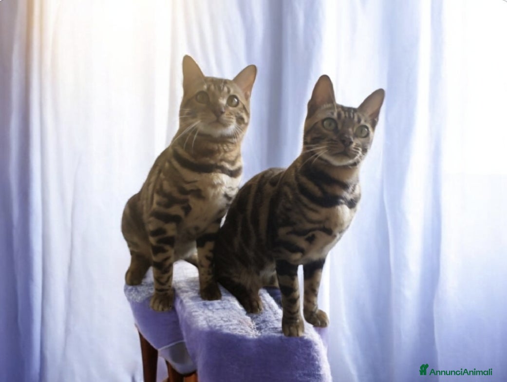 Bengala gatti Gatti Bengala maschio e femmina  - Annuncio 15