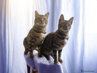 Bengala gatti in vendita: Gatti Bengala maschio e femmina - Annuncio 4