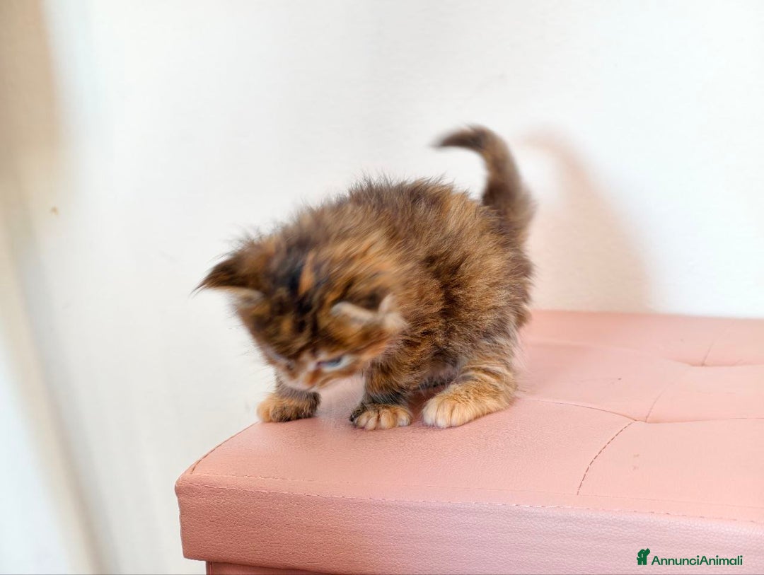 Maine Coon gatti in vendita: Cucciola Maine coon  - Annuncio 4