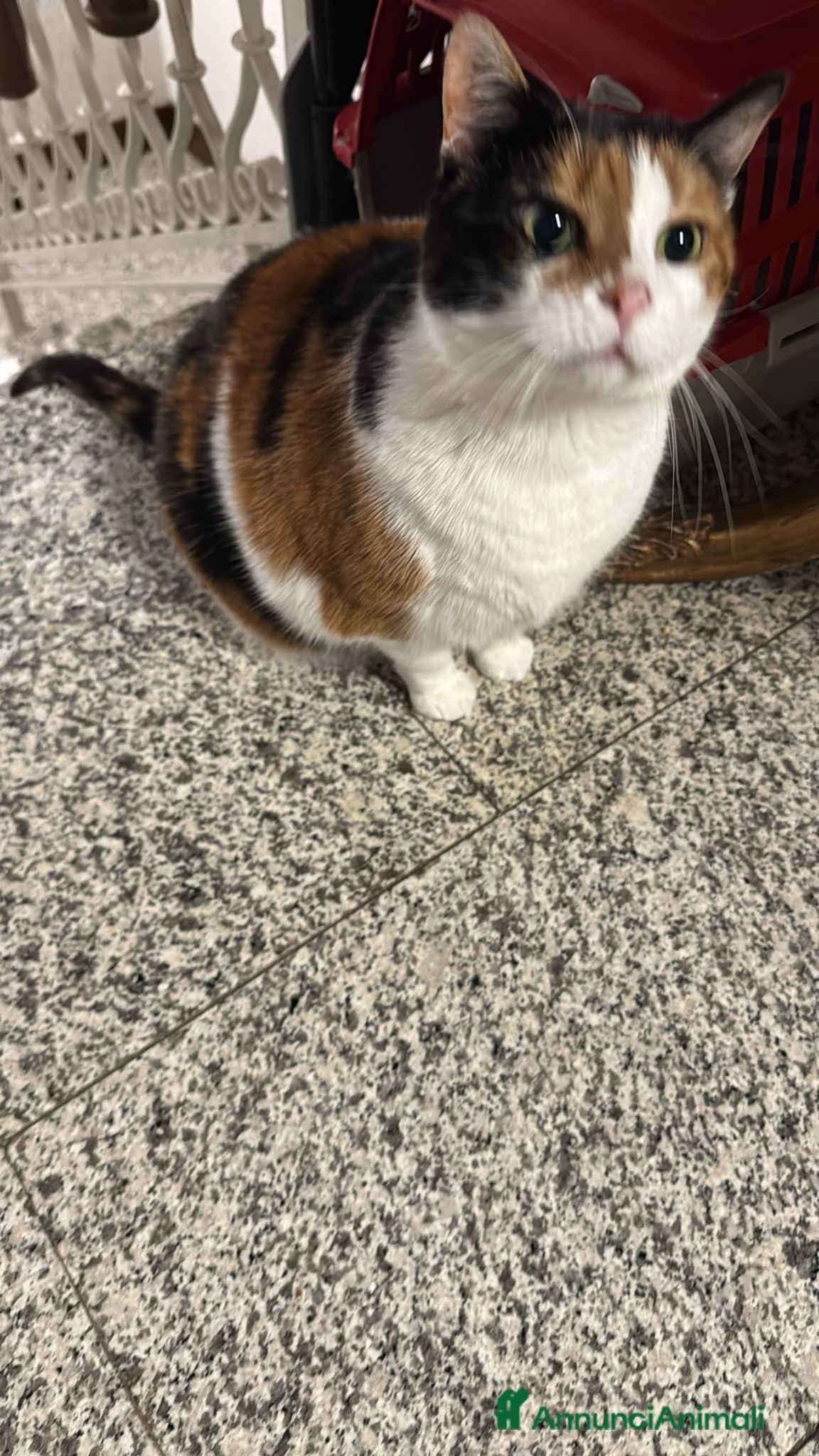 Meticcio gatti GATTINA DOLCISSIMA - Annuncio 8