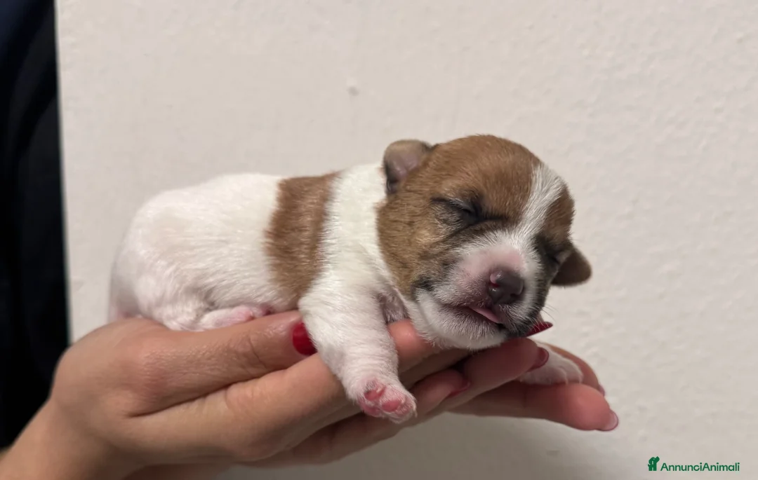Jack Russell cani in vendita: Jack Russel - Annuncio 5