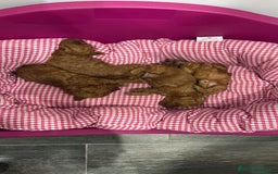 Barboncino cani in vendita: Barboncini nanetti 🐩🐩🐩 - Immagine 31