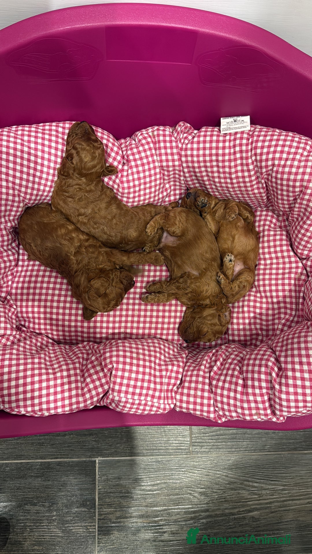 Barboncino cani in vendita: Barboncini nanetti 🐩🐩🐩 - Immagine 31