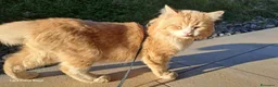 Meticcio gatti in regalo: Yorsch - Annuncio 3