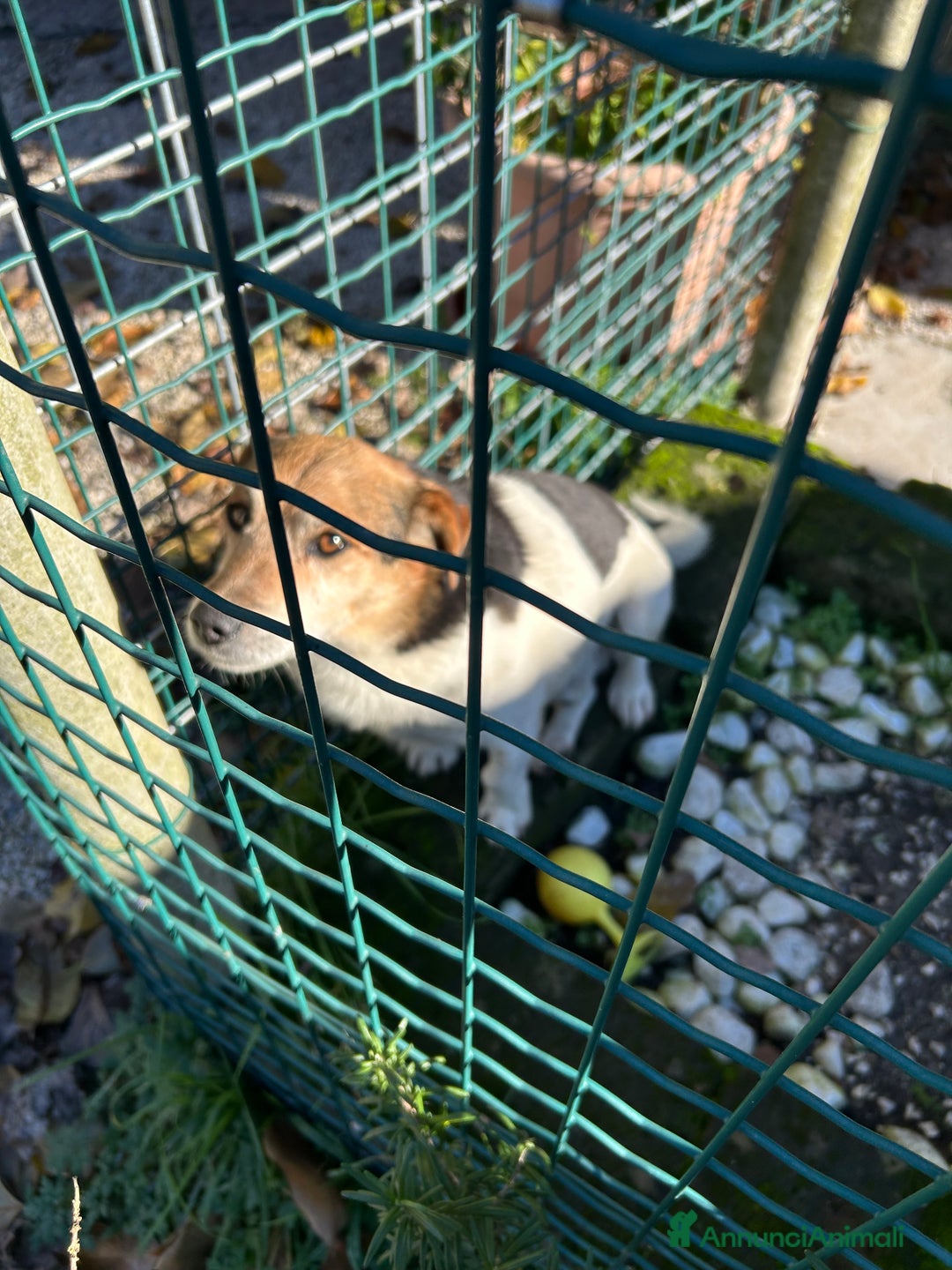 Jack Russell cani in regalo: Jack Russel terrier meticcio regalo - Annuncio 2