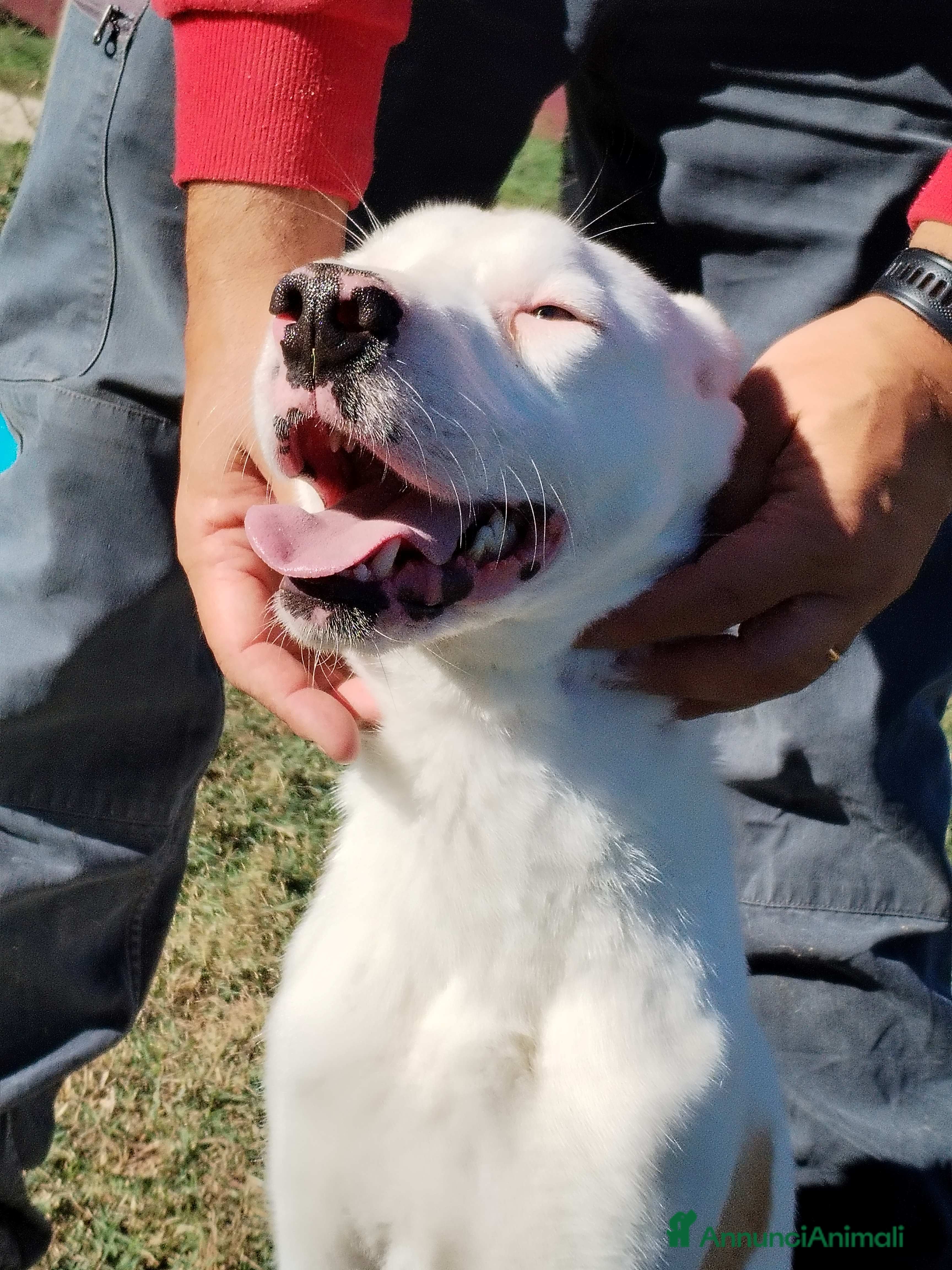 Meticcio cani Kazuz non facciamolo crescere in canile a Provincia di Latina - Annuncio 5
