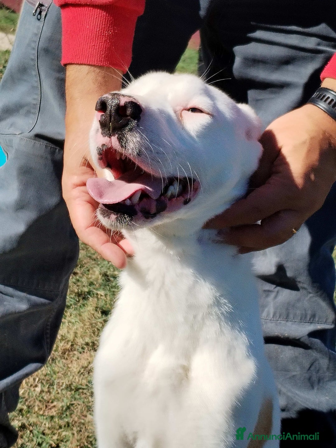Meticcio cani in regalo: Kazuz non facciamolo crescere in canile a Provincia di Latina - Annuncio 1