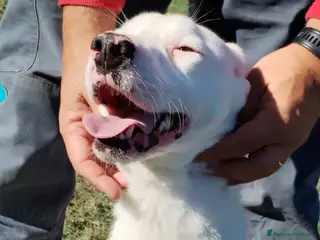 Meticcio cani Kazuz non facciamolo crescere in canile a Provincia di Latina - Annuncio 32