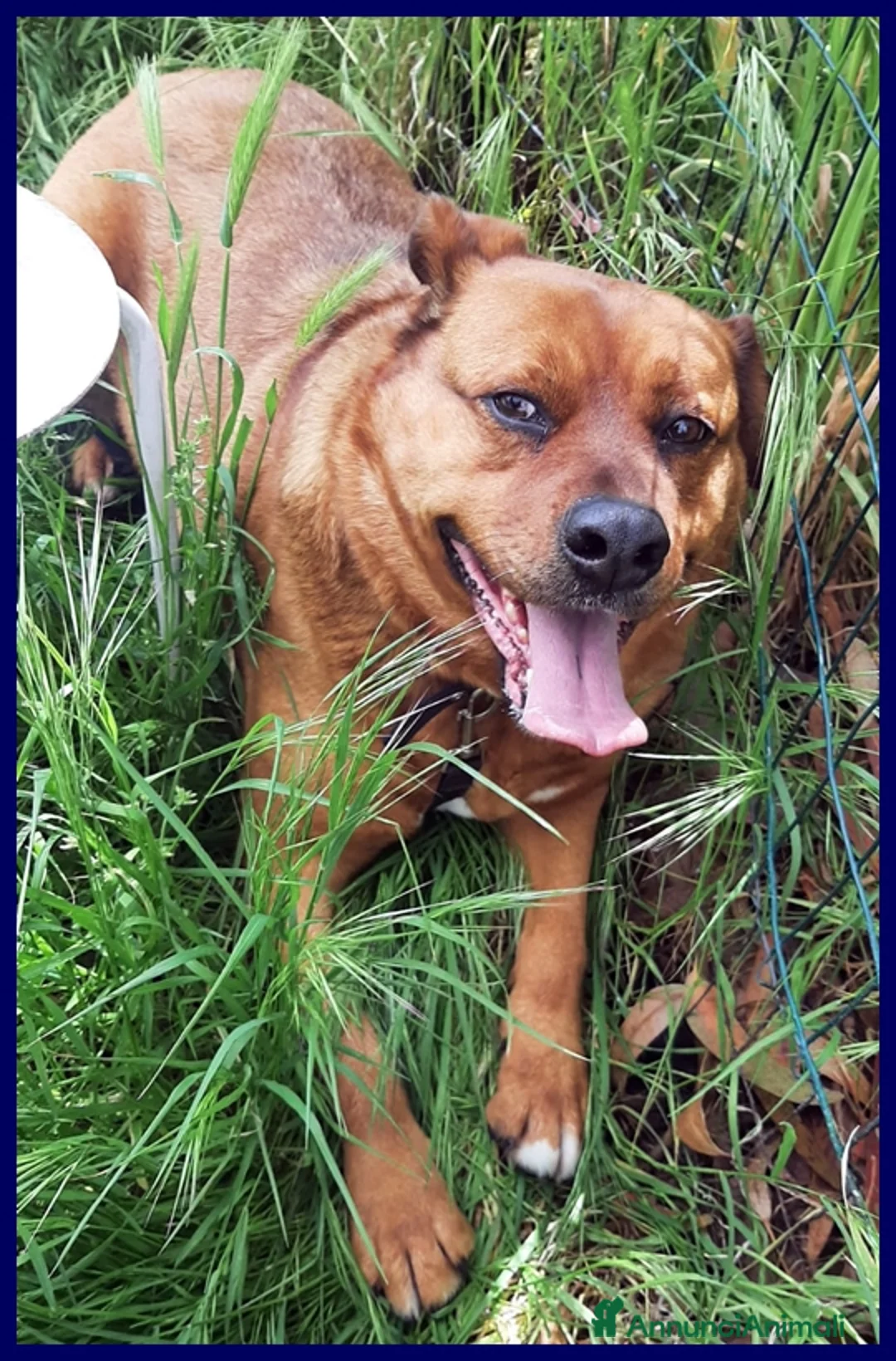 Meticcio cani in regalo: JOSEF 5 ANNI, PATATONE ADOTTATO DA CUCCIOLO E RIMA a Genova - Annuncio 4