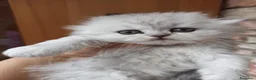 Scottish gatti in vendita: Gattini Scottish highland  - Annuncio 17