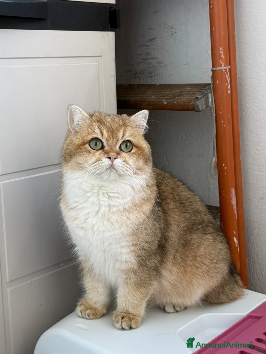 British gatti in vendita: British Golden  - Annuncio 10