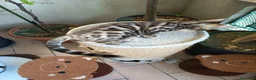 Bengala gatti in vendita: laun splendore cucciola Bengala 🥰  - Annuncio 28