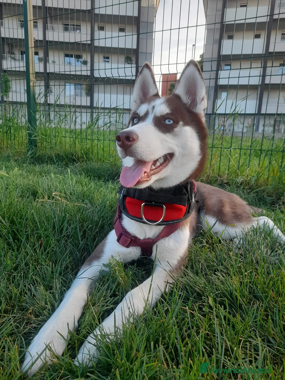 Husky cani in regalo: Cucciola husky siberiano  a Provincia di Piacenza - Annuncio 2
