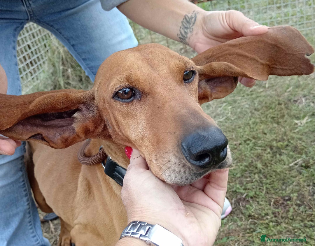 Segugio cani in regalo: Sega – segugio coclor nocciola in adozione a Provincia di Latina - Annuncio 2