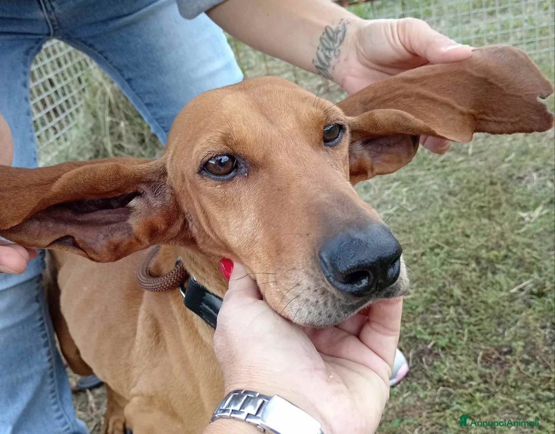 Segugio cani in regalo: Sega – segugio coclor nocciola in adozione a Provincia di Latina - Annuncio 2