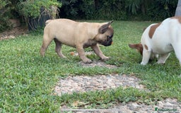 Bulldog Francese cani in vendita: Bulldog francese femmina fulva a Città metropolitana di Milano - Immagine 11