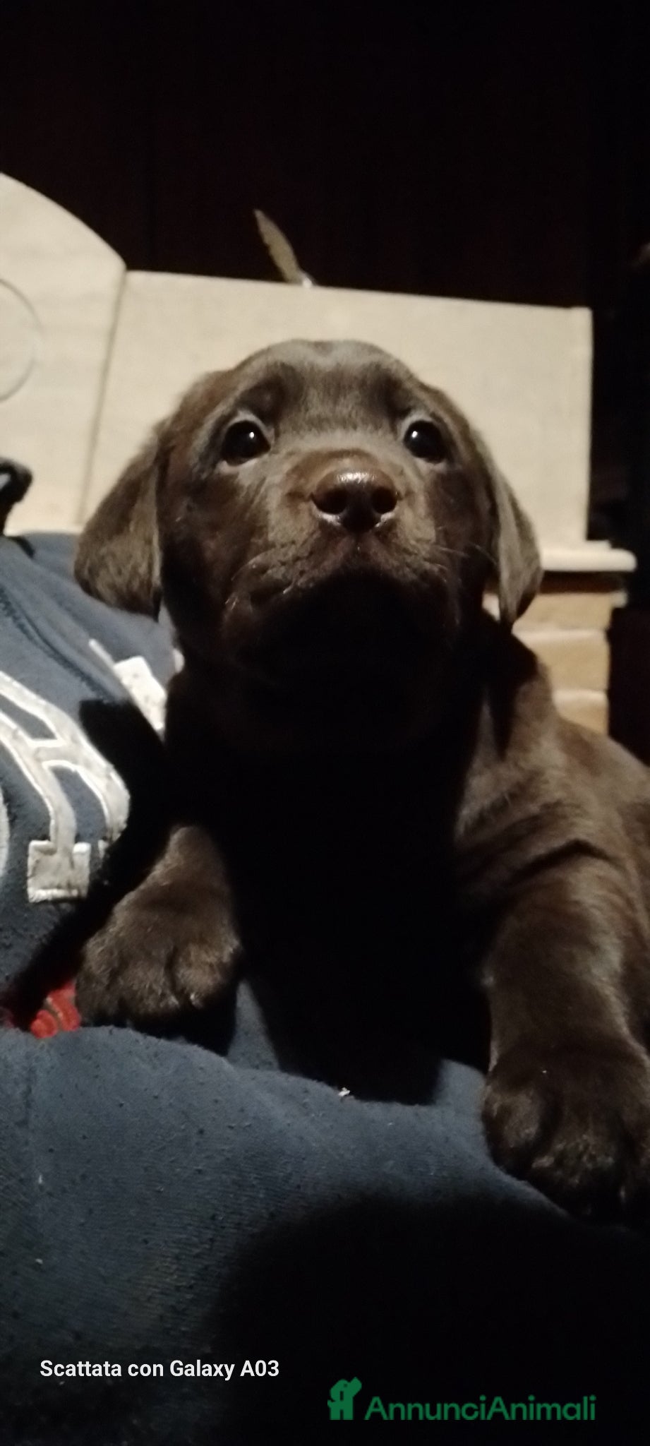 Labrador cani Cuccioli di Labrador Retriever  cioccolato  - Annuncio 2